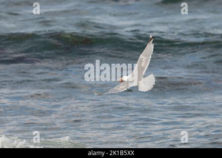 Un mouette attrapait une étoile de mer. Un oiseau volant au-dessus de la mer. Banque D'Images