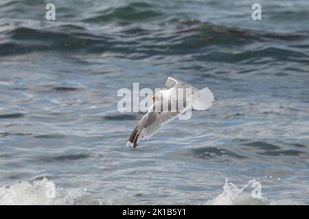 Un mouette attrapait une étoile de mer. Un oiseau volant au-dessus de la mer. Banque D'Images