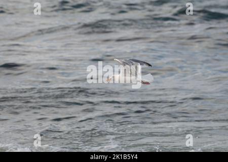 Un mouette attrapait une étoile de mer. Un oiseau volant au-dessus de la mer. Banque D'Images