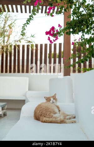 Chat noir et orange couché sur un banc blanc Banque D'Images