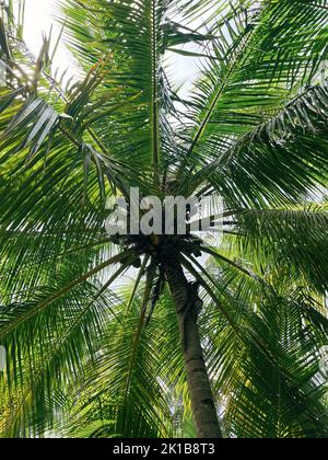 Vue de dessous du palmier avec de grandes feuilles Banque D'Images