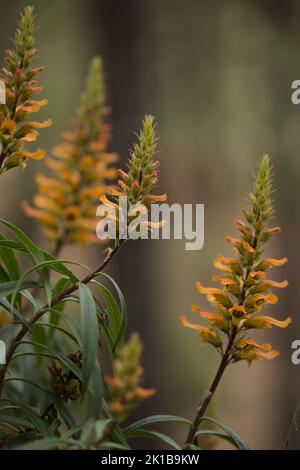 Flore de Gran Canaria - fleurs orange et rouge d'Isoplexis isabelliana, plante endémique à Gran Canaria espèces en voie de disparition associées au PIN des Canaries Banque D'Images