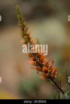 Flore de Gran Canaria - fleurs orange et rouge d'Isoplexis isabelliana, plante endémique à Gran Canaria espèces en voie de disparition associées au PIN des Canaries Banque D'Images