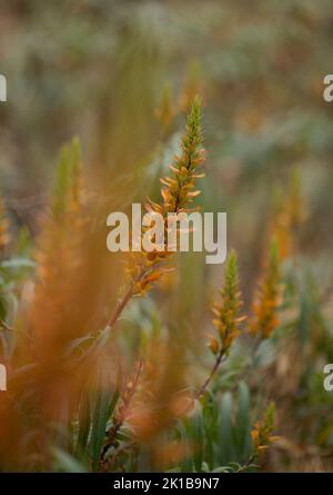 Flore de Gran Canaria - fleurs orange et rouge d'Isoplexis isabelliana, plante endémique à Gran Canaria espèces en voie de disparition associées au PIN des Canaries Banque D'Images