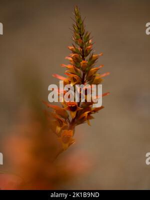 Flore de Gran Canaria - fleurs orange et rouge d'Isoplexis isabelliana, plante endémique à Gran Canaria espèces en voie de disparition associées au PIN des Canaries Banque D'Images