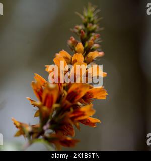 Flore de Gran Canaria - fleurs orange et rouge d'Isoplexis isabelliana, plante endémique à Gran Canaria espèces en voie de disparition associées au PIN des Canaries Banque D'Images