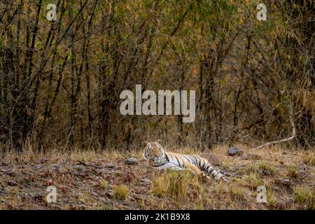 Alerte Indien sauvage tigre du bengale ou panthera tigris tigris se reposant et à la recherche de proies possibles en saison chaude d'été au parc national de bandhavgarh Banque D'Images