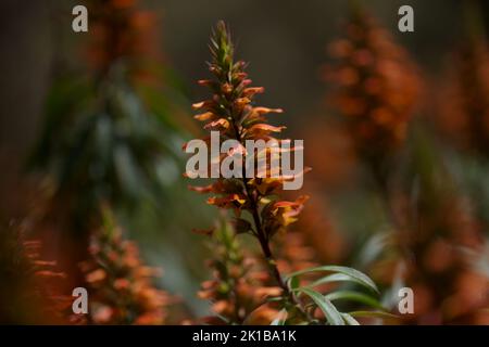 Flore de Gran Canaria - fleurs orange et rouge d'Isoplexis isabelliana, plante endémique à Gran Canaria espèces en voie de disparition associées au PIN des Canaries Banque D'Images