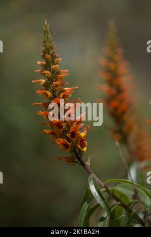 Flore de Gran Canaria - fleurs orange et rouge d'Isoplexis isabelliana, plante endémique à Gran Canaria espèces en voie de disparition associées au PIN des Canaries Banque D'Images