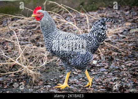 Un poulet moutley gris-blanc se promène dans une ferme du village. Banque D'Images