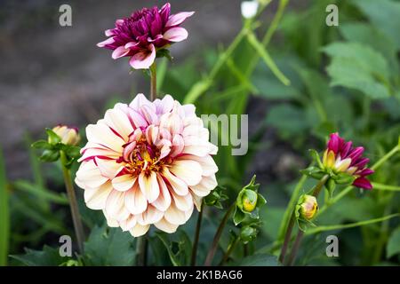 La fleur de dahlia pourpre pousse et fleurit dans le jardin en été et avec des bourgeons non ouverts Banque D'Images