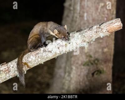 Une martre de pin sauvage photographiée au centre d'Aicas Field en Écosse Banque D'Images