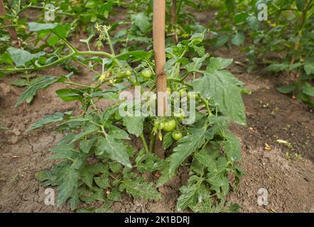 Bush aux tomates vertes. La culture de tomates en serre. La technologie de l'irrigation goutte à goutte en serre. Banque D'Images