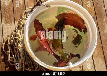 Poisson de mer frais pris sur la canne à pêche dans un seau en plastique. Prise de pêcheur. Pêche sur la mer Rouge. Gros plan. Vue de dessus. Mise au point sélective. Banque D'Images