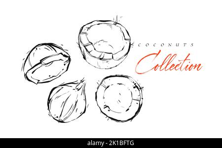 Dessin à la main vecteur abstrait exotique encre graphique fruits tropicaux texturés noix de coco illustrations collection ensemble dessin d'esquisse isolé sur blanc Illustration de Vecteur
