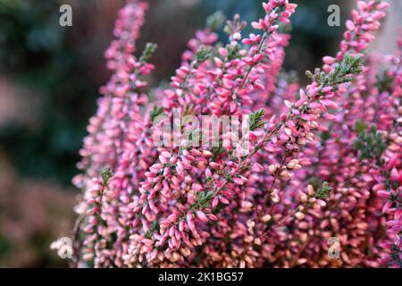 Les brindilles d'un Calluna Heather vulgaris Aphrodite, avec des fleurs roses et des sommets verts. Une plante à fleurs commune à la fin de la saison ou à l'automne.s. Banque D'Images