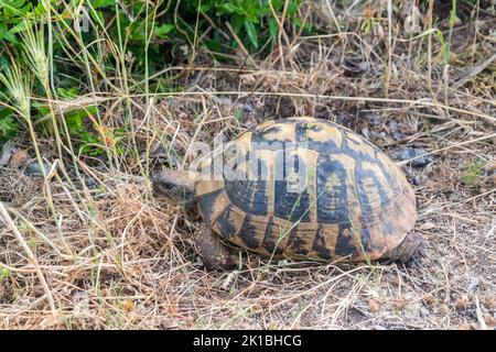 Hermann's tortoise (Testudo hermanni) on the grass. Hermann's tortoises are small to medium-sized tortoises from southern Europe. Stock Photo