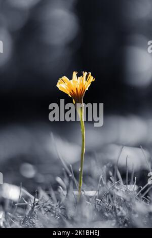 Une photo couleur sélective d'une fleur d'un belliciste dans le parc Banque D'Images