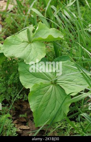 Gros plan vertical sur un wakerobin blanc géant ou un feuillage trillium doux, Trillium albidum dans le sud de l'Oregon Banque D'Images