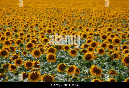 Un champ de tournesols fleuris à l'horizon. Arrière-plan des fleurs jaunes. Banque D'Images