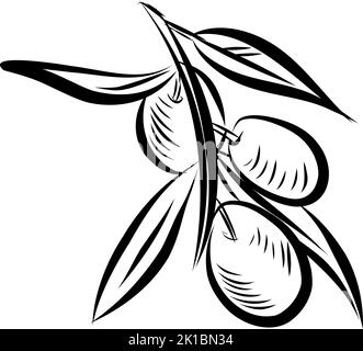 Esquissez des branches d'olivier. Illustration Illustration de Vecteur