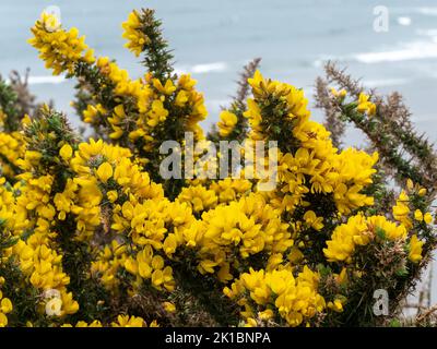 Il y a beaucoup de fleurs jaunes. Une plante aux inflorescences jaunes. Gros plan de l'usine. Banque D'Images