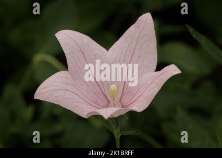 La sélection rose de Platycodon grandiflorus Banque D'Images