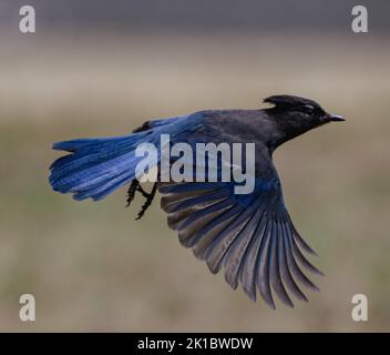 Gros plan d'un geai de Steller volant avec ses ailes ouvertes sur un arrière-plan flou Banque D'Images