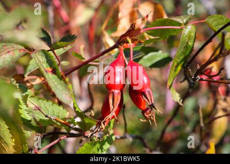 Baies de rosehip sur une brousse en automne, fruits mûrs, plante sauvage. Banque D'Images