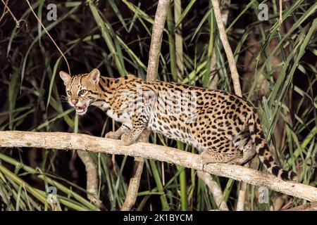 ocelot, Leopardus pardalis, adulte unique chasse la nuit dans le Pantanal, Brésil Banque D'Images