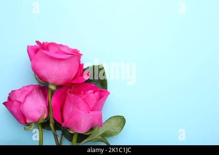 Three beautiful pink roses on blue background Banque D'Images
