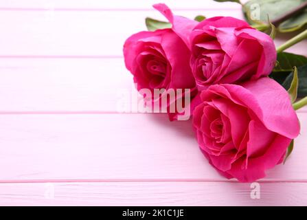 Trois belles roses roses sur fond rose Banque D'Images
