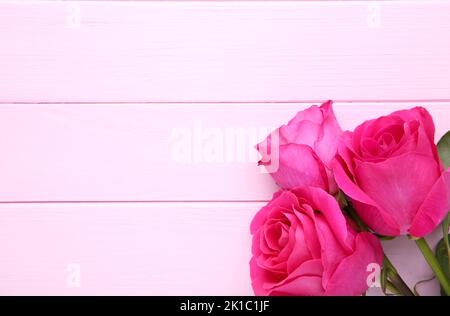 Trois belles roses roses sur fond rose Banque D'Images