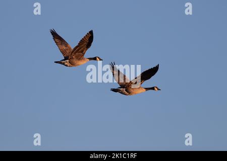 Une paire de Bernaches du Canada en vol, lac Uemmingen, Bochum, Rhénanie-du-Nord-Westphalie, Allemagne Banque D'Images