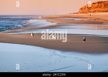 Trois mouettes marchant l'une derrière l'autre vers la mer, l'une en arrière, falaise rouge à l'horizon, lumière du soir, Kampen, Weststrand, Sylt, Nord Banque D'Images