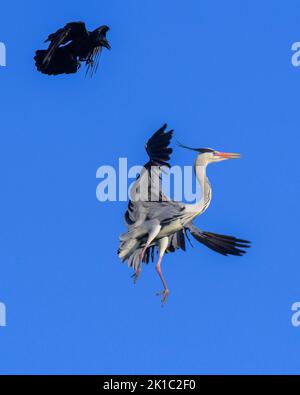 Héron gris (Ardea cinerea), attaqué par un corbeau (Corvus c. corone), réserve de biosphère, Alb souabe, Bade-Wurtemberg, Allemagne Banque D'Images