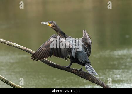 Grand cormoran (Phalacrocorax carbo) assis sur une branche au-dessus de l'eau dessèchant son plumage, Allgaeu, Bavière, Allemagne Banque D'Images