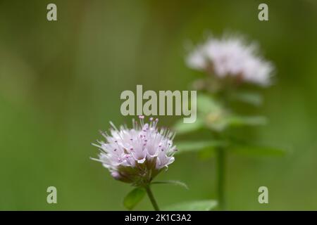 Menthe aquatique (Mentha aquatica), fleur en gros plan du côté, mousse de Murnauer, Bavière, Allemagne Banque D'Images