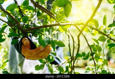 Mains d'une personne cueillant des citrons verts dans un jardinier, personne récoltant des citrons non mûrs dans un jardinier naturel. Concept de la personne cueillant des citrons dans le Banque D'Images