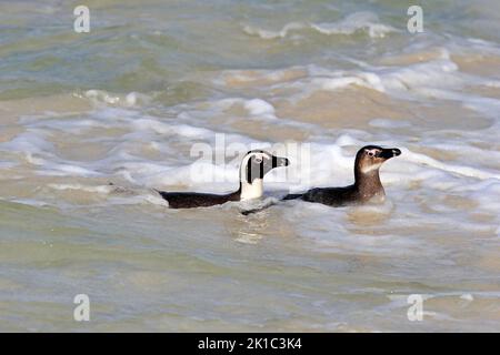 Manchot africain (Spheniscus demersus), adulte, sous-adulte, deux pingouins, natation, Dans l'eau, Boulders Beach, Simonstown, Western Cape, Afrique du Sud Banque D'Images