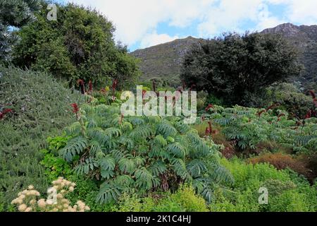 Fleur de miel géante (Melianthus Major), floraison, fleurs, arbuste, jardin botanique de Kirstenbosch, Le Cap, Afrique du Sud Banque D'Images