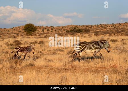 Zèbre de Cape Mountain (Equus zébra zébra), adulte, jeune, mère avec jeune, alerte, Recherche de nourriture, parc national de Mountain Zebra, Eastern Cape, Afrique du Sud Banque D'Images