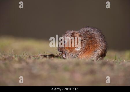 Le campagnol d'eau (Arvicola amphibius) est un animal adulte qui se nourrit sur une rive de la rivière, Derbyshire, Angleterre, Royaume-Uni Banque D'Images