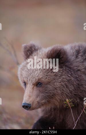 Ours brun d'Europe (Ursus arctos), portrait de tête de jeune cub, Suomussalmi, Carélie, Finlande Banque D'Images