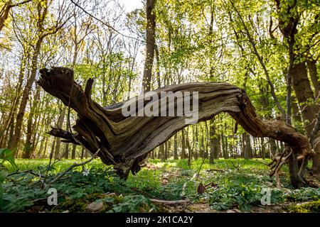 Arbres à feuilles caduques et prairie forestière avec anémones en bois Banque D'Images