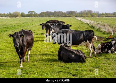 Troupeau de vaches sur l'Alpage Banque D'Images