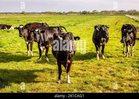 Troupeau de vaches laitières en pâturage Banque D'Images