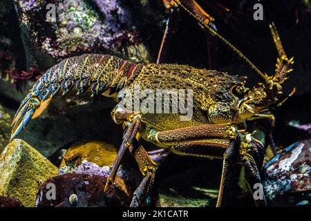 West Coast Rock Lobster (Jasus lalandii), Two Oceans Aquarium, Cape Town, Afrique du Sud, Western Cape Banque D'Images