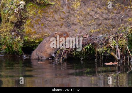 Campagnol d'eau (Arvicola amphibius) adulte grimpant sur une rive de la rivière, Derbyshire, Angleterre, Royaume-Uni Banque D'Images