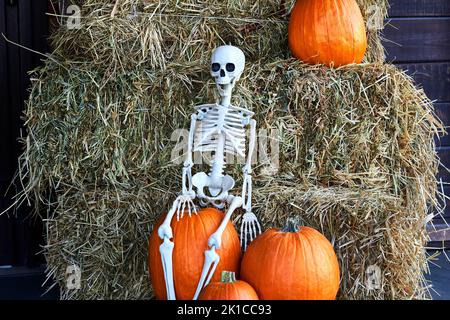 Squelette d'Halloween assis sur du foin gris et des citrouilles d'orange Banque D'Images